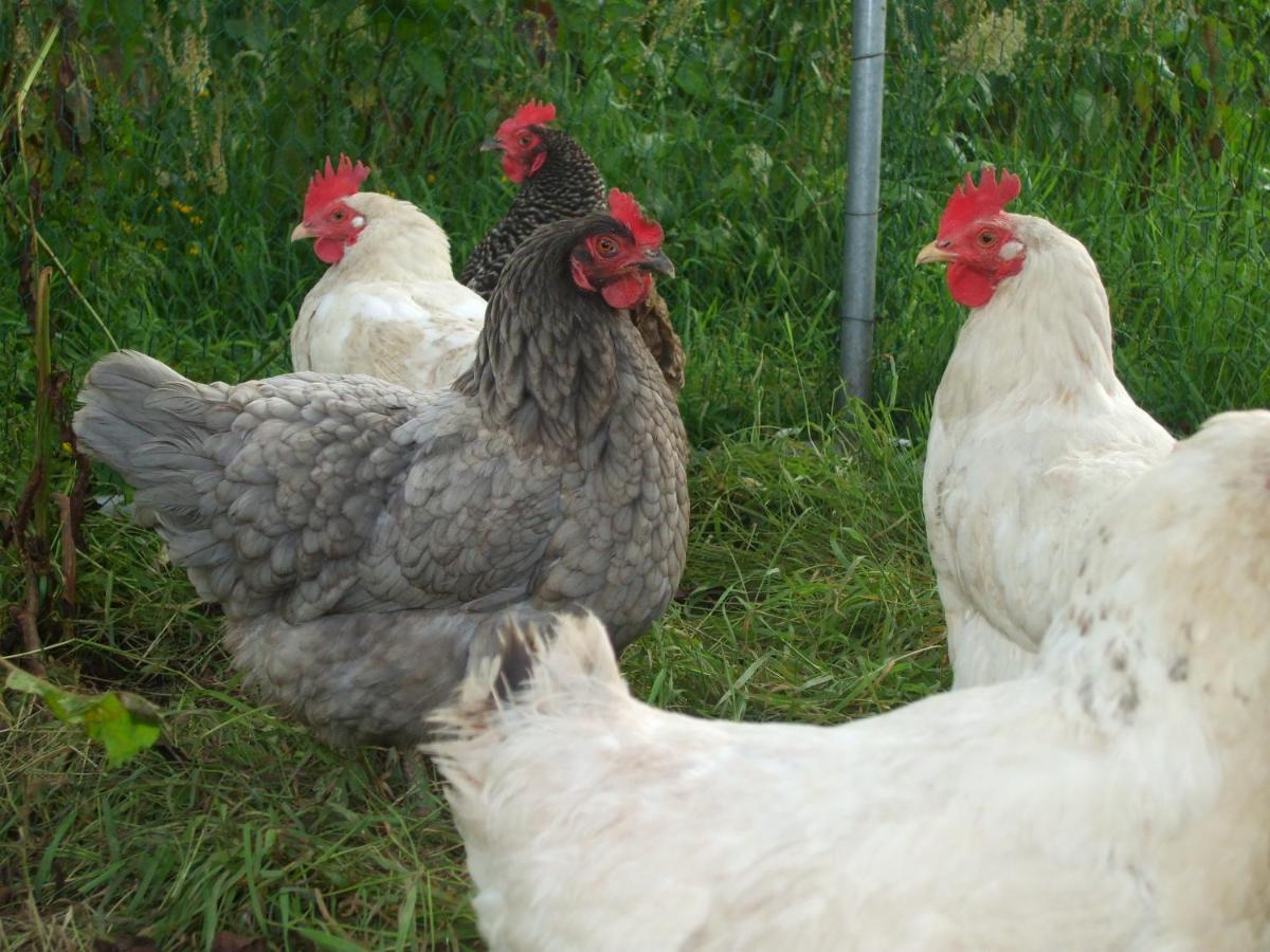 The Brown Hen Guest Accommodation バンドン エクステリア 写真
